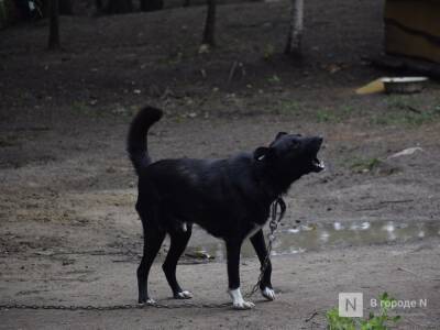 Нижегородский полицейский спас женщину от нападения собаки