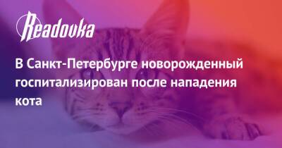 В Санкт-Петербурге новорожденный госпитализирован после нападения кота