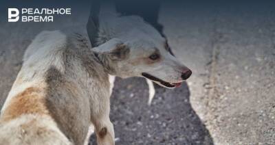 С начала 2022 года в Казани поступило 350 заявок на горячую линию по отлову бездомных собак
