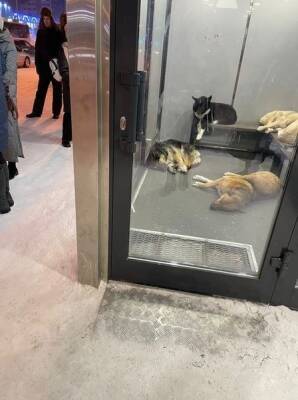 На Ямале власти закрыли теплые остановки из-за бомжей и собак