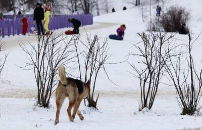 На Ямале ужесточают закон о домашних животных после массовых нападений собак на людей