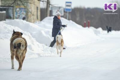 В Сыктывкаре стая собак пугает людей возле совхоза "Пригородный"