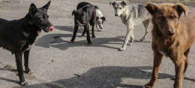 Массовый отлов собак начался в районе Карелии