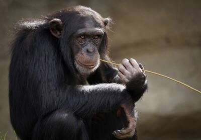 Российские ученые смогли восстановить зрение обезьяне, установив ей чип