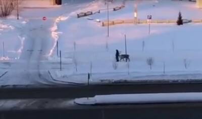 В Тобольске местные жители выгуливают оленей в жилых кварталах - nashgorod.ru - Тюмень - Тобольск - Салехарда