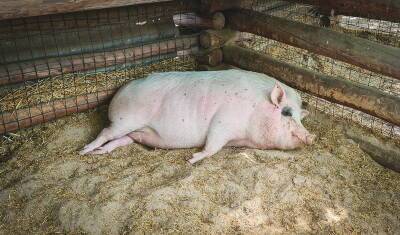 На территории Башкирии обнаружен вирус африканской чумы свиней