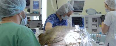 В НИИ Медицинской приматологии в Сочи вживили в мозг павиану чип для восстановления зрения