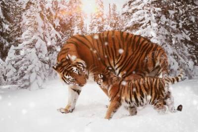 В Хабаровском крае поставят на учет амурских тигров