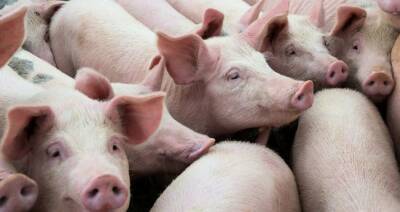 Канада — третий по величине экспортер свинины и свиней в мире