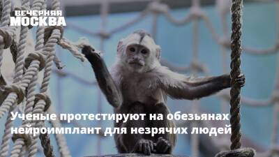 Ученые протестируют на обезьянах нейроимплант для незрячих людей