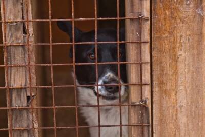 Массово отлавливать бродячих собак начали в Беломорском районе