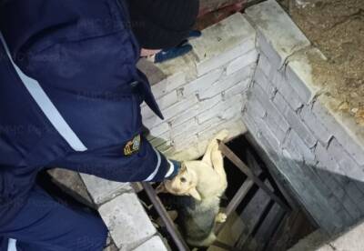 Ульяновские спасатели вытащили из глубокого подвала собаку