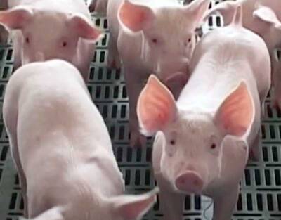 В Башкирии обнаружили африканскую чуму свиней