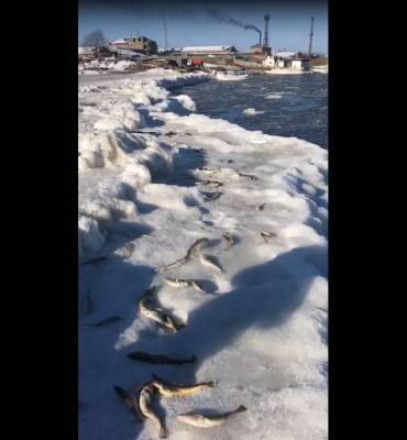 Любители наваги собирают рыбу руками на берегу в Поронайске