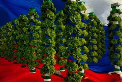 Автор проекта «20 идей по развитию России» предлагает развивать «вертикальное» земледелие
