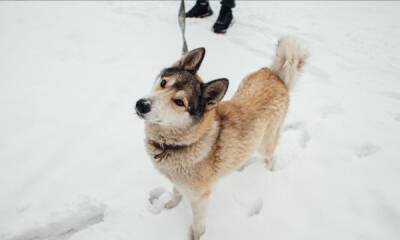 «Страшно!» В Петрозаводске собака съела закладку наркотиков, оставленную в лесу