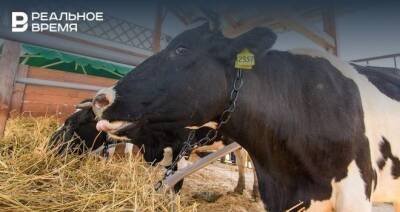 В Татарстане ввели карантин в 29 селах и деревнях из-за заболевания скота