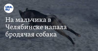 На мальчика в Челябинске напала бродячая собака