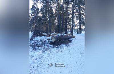 Жители Дзержинска обеспокоены вырубкой деревьев в парке «Утиное озеро»