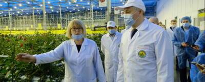 В Новосибирской области увеличивают мощность тепличного хозяйства по выращиванию роз