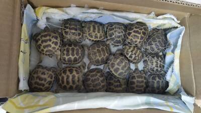 50 черепах из Казахстана не пустили в Челябинскую область