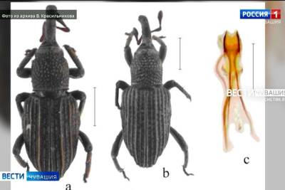 Найденный на Филиппинах вид жука назвали в честь чувашского биолога
