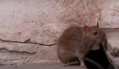 В доме на улице Мельникайте поселились крысы. Тюменцы пытаются выгнать грызунов