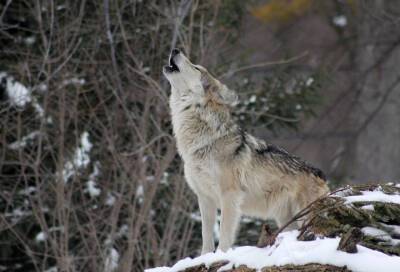 В Комитете по животному миру Ленобласти рассказали, что делать при встрече с волком