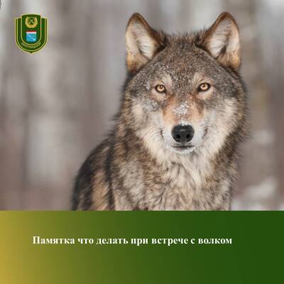 Жителям Ленобласти рассказали, как вести себя при встрече с волками