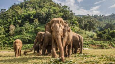 В Уганде слон насмерть затоптал туриста
