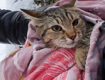 В Ростове пожарные спасли бездомного кота, застрявшего на дереве. Фото