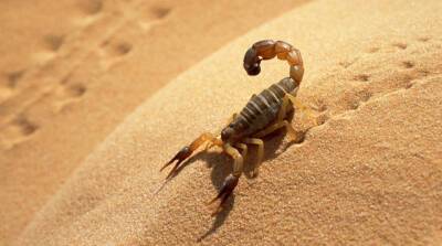 Плюс одна фобия: семья случайно привезла с отдыха скорпиона