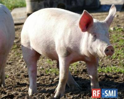 В Башкирии впервые выявили африканскую чуму свиней