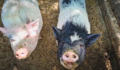В трёх поселках Башкирии из-за очага африканской чумы свиней ликвидируют всех свиней