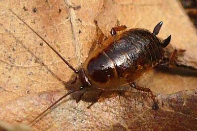 Древние тараканы были активны в светлое время суток