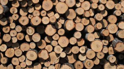Щепки летят: ЕС недоволен новыми правилами поставки российской древесины