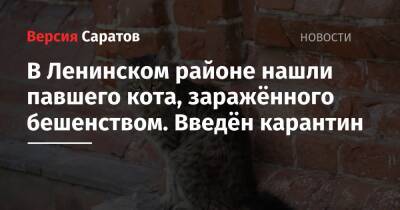 В Ленинском районе нашли павшего кота, заражённого бешенством. Введён карантин