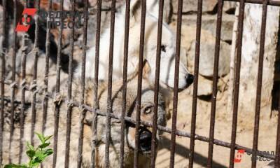 Зоозащитник с Алтая просит Генпрокуратуру спасти свердловских волков
