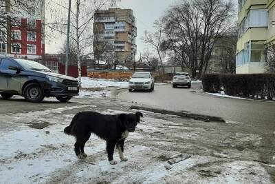 Мэр Кисловодска: Нужно на законодательном уровне вводить ответственность за домашних животных
