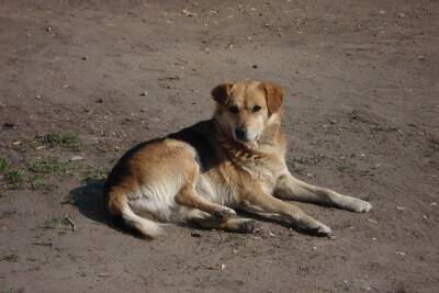 В Астраханской области бродячие собаки насмерть загрызли мужчину