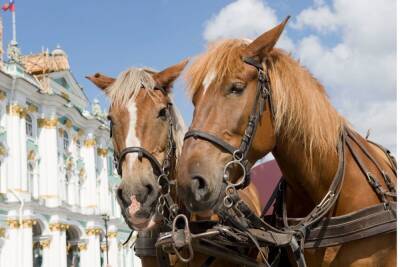 Вопрос гуманности: насколько этично и безопасно зарабатывать на лошадях в центре Петербурга