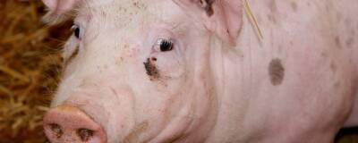 Из из-за вспышки АЧС поголовье свиней будет уничтожено в трех поселках Башкирии