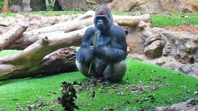 Самый старый в мире самец гориллы скончался в возрасте 61 года