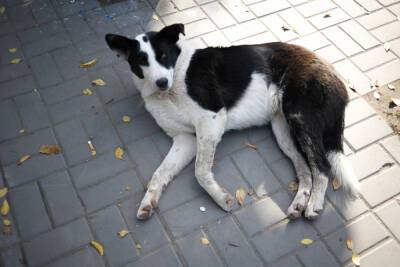 «Причины - пробелы в законодательстве»: губернатор Астраханской области прокомментировал смерть мужчины в результате нападения бездомных собак