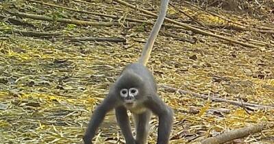"Призрачная обезьяна" и вонючий имбирь-жук: в Азии открыли 224 новых вида животных и растений (фото)