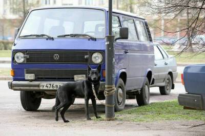 Броневицкая предложила создать орган для решения проблемы бездомных собак