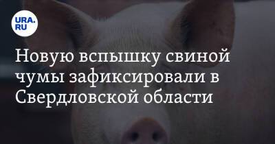 Новую вспышку свиной чумы зафиксировали в Свердловской области