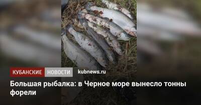 Большая рыбалка: в Черное море вынесло тонны форели