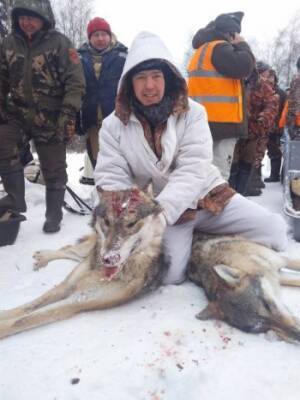 В Бабаевском районе 27 волчатников ловили парочку серых разбойников