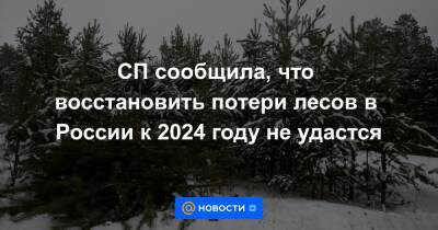 СП сообщила, что восстановить потери лесов в России к 2024 году не удастся